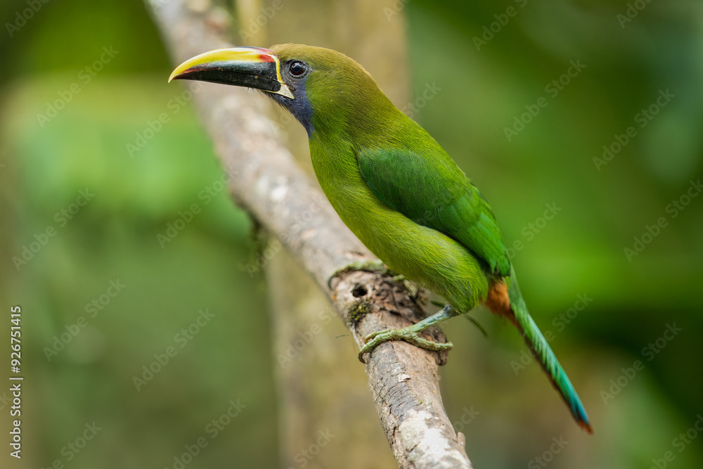 Fototapeta premium Emerald toucanet or northern emerald toucanet (Aulacorhynchus prasinus) is a species of near-passerine bird in the family Ramphastidae occurring in mountainous regions of Mexico and Central America