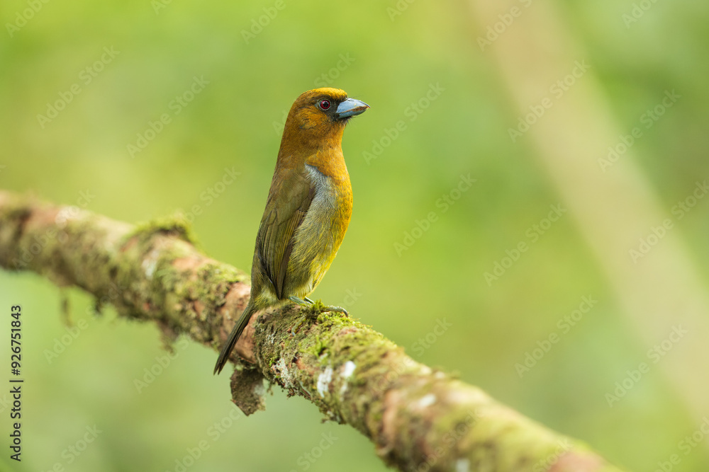 Portrait the prong-billed barbet (Semnornis frantzii) is a distinctive, relatively large-billed bird native to humid highland forest of Costa Rica and western Panama. Portrait the prong-billed barbet (Semnornis frantzii) is a distinctive, relatively large-billed bird native to humid highland forest of Costa Rica and western Panama.
