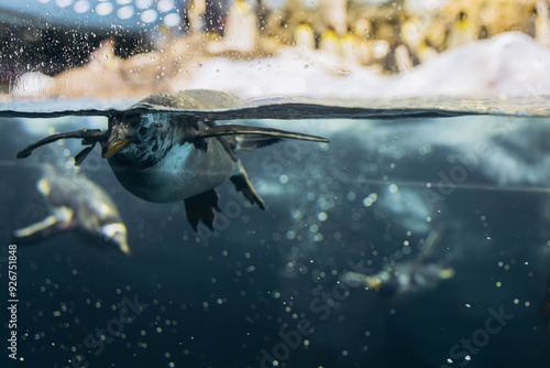 A flock of penguins on the rocks in Loro Parque, Tenerife photo