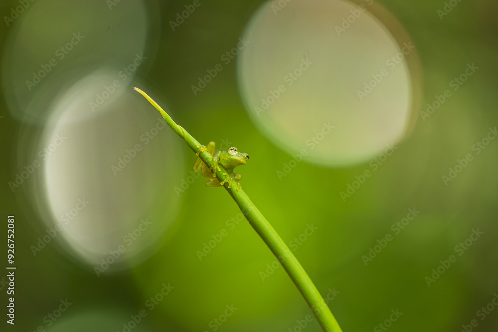 Centrolene prosoblepon is a species of frog in the family Centrolenidae ...