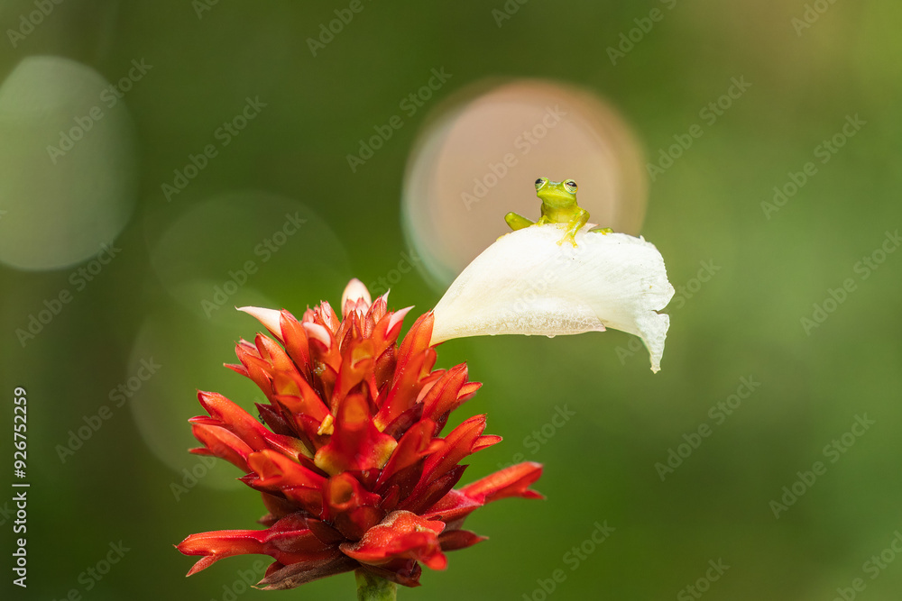 Centrolene prosoblepon is a species of frog in the family Centrolenidae ...