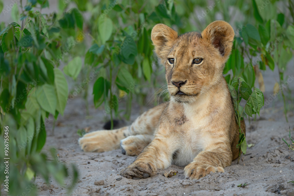 Lion cub hanging around in the vegatation of the riverfront in the Chobe National Park in Botswana Lion cub hanging around in the vegatation of the riverfront in the Chobe National Park in Botswana