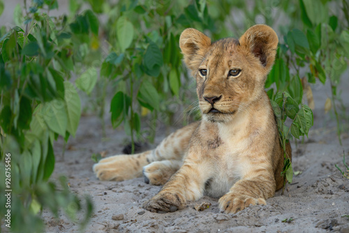 Lion cub hanging around in the vegatation of the riverfront in the Chobe National Park  in Botswana photo