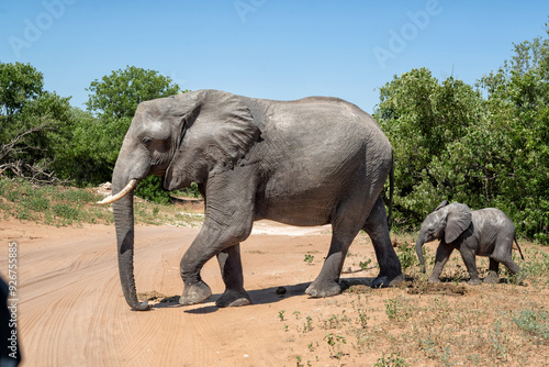 Close encounter with an Elephant mother and her calf at the Chobe riverfront in Chobe National Park in Botswana