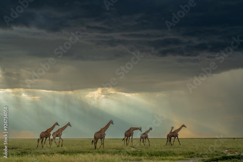 Canvas Print Tower of giraffe walking in the late hot summer in Etosha National Park
