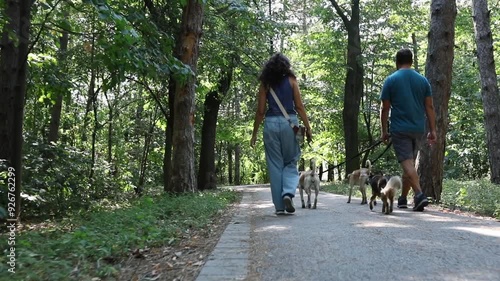 Wallpaper Mural Walking dogs in the park Torontodigital.ca