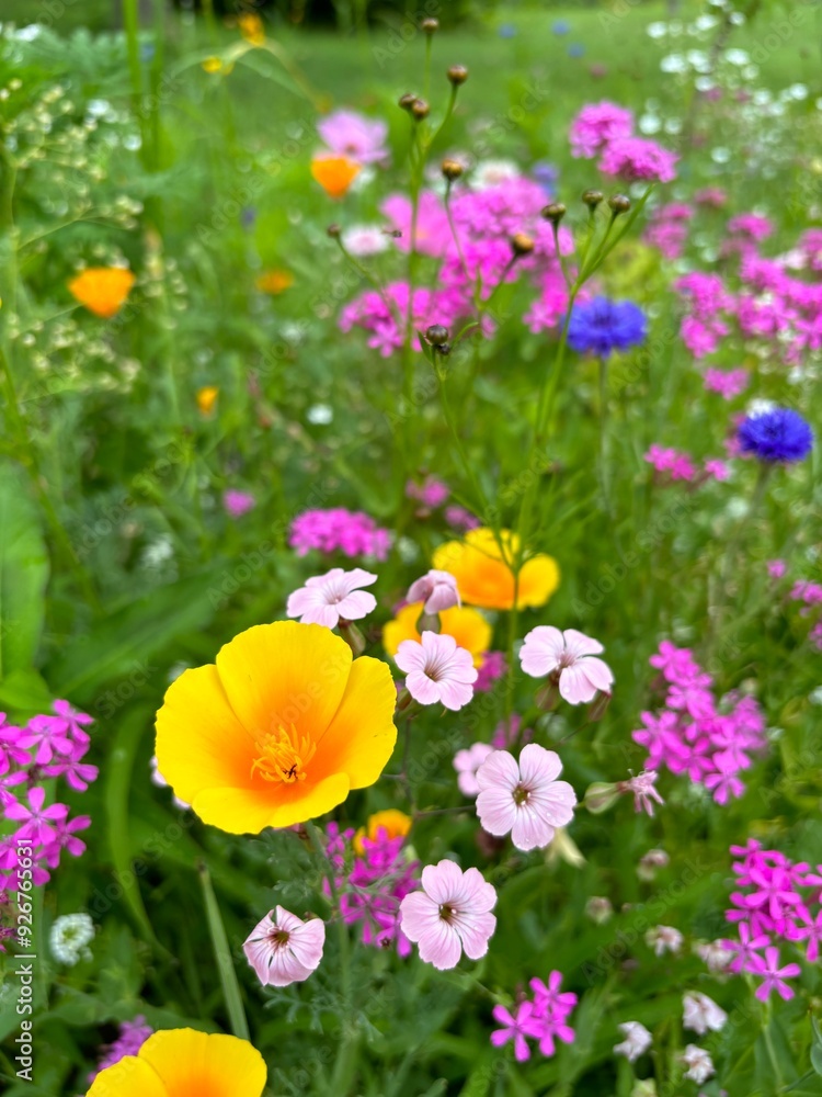 Obraz premium Wildflowers