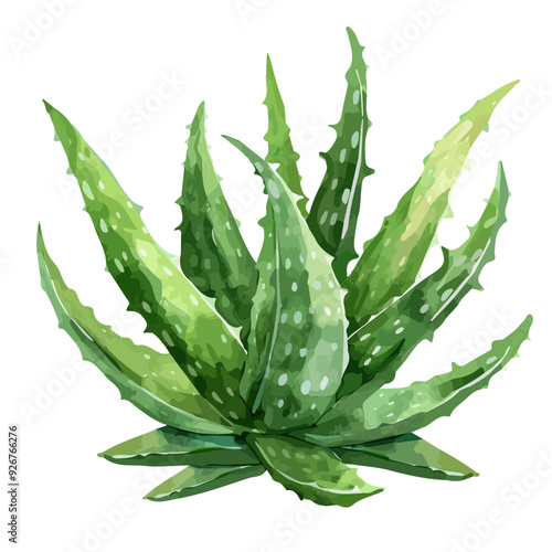 Watercolor painting of aloe vera, isolated on a white background, and aloe vera vector