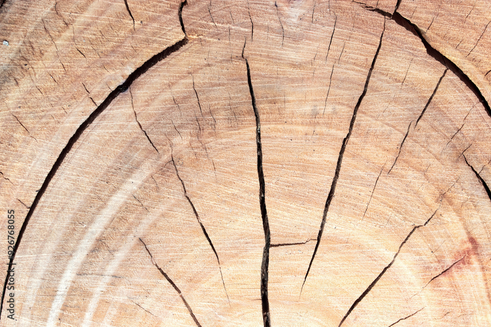 Fototapeta premium the texture of old dry wood