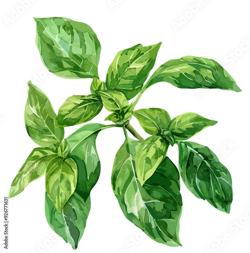 Watercolor vector of basil, isolated on a white background, and basil vector