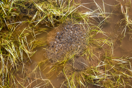 Frog spawn in a puddle photo