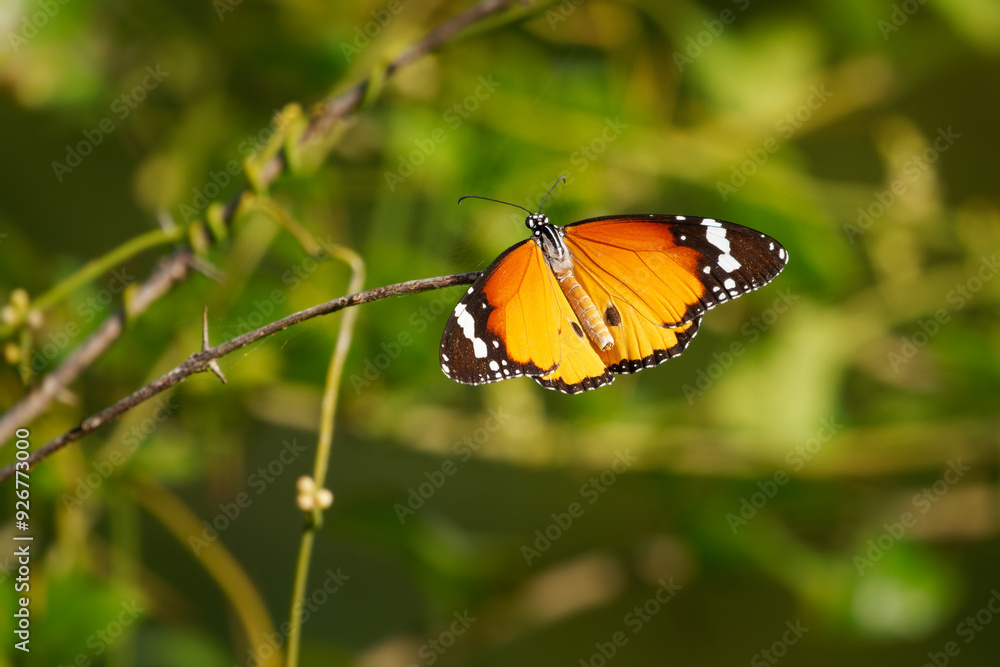 Orange butterfly Danaus chrysippus, also Plain tiger or African queen or African monarch, in Asia, Australia and Africa, consume plants in the genus Asclepias, more commonly called milkweed Orange butterfly Danaus chrysippus, also Plain tiger or African queen or African monarch, in Asia, Australia and Africa, consume plants in the genus Asclepias, more commonly called milkweed