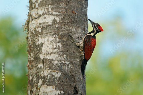 Картината върху платно Red-backed Flameback Dinopium psarodes, striking red black woodpecker endemic to Sri Lanka; inhabits forests, gardens; loud drumming, key insect control