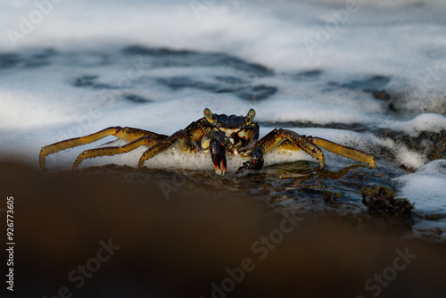 Natal Lightfoot Crab Grapsus tenuicrustatus or maculatus, colorful crab from rocky shores, key scavenger, great climber, vital to intertidal ecosystems, active at dawn and dusk photo