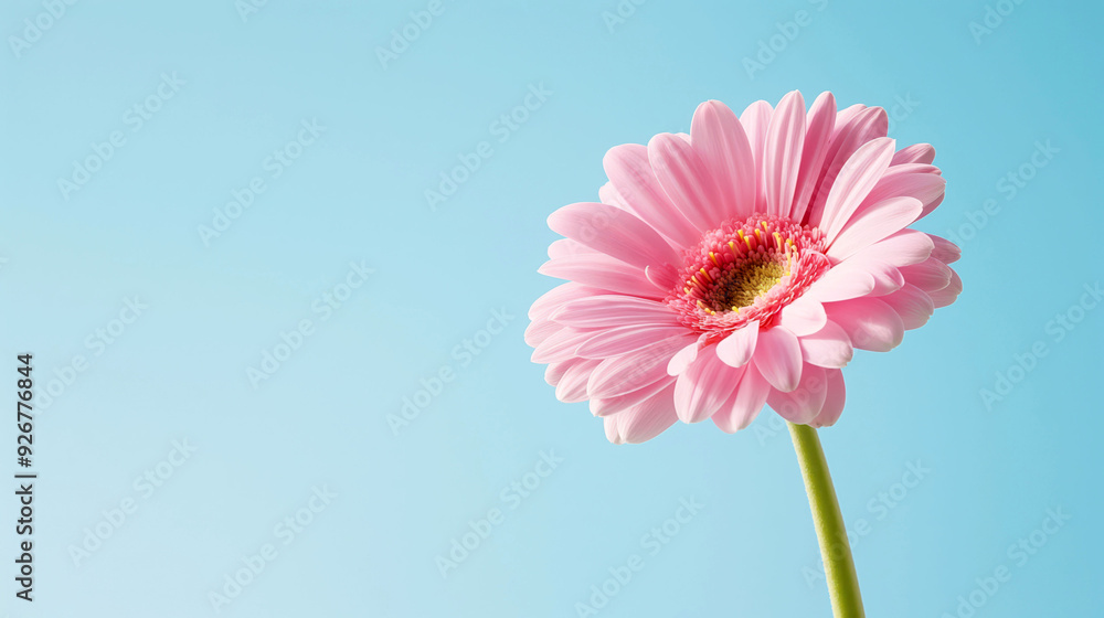 Vibrant Pink Gerbera Daisy Against Clear Blue Sky Captures Summer Bloom and Nature's Beauty Vibrant Pink Gerbera Daisy Against Clear Blue Sky Captures Summer Bloom and Nature's Beauty