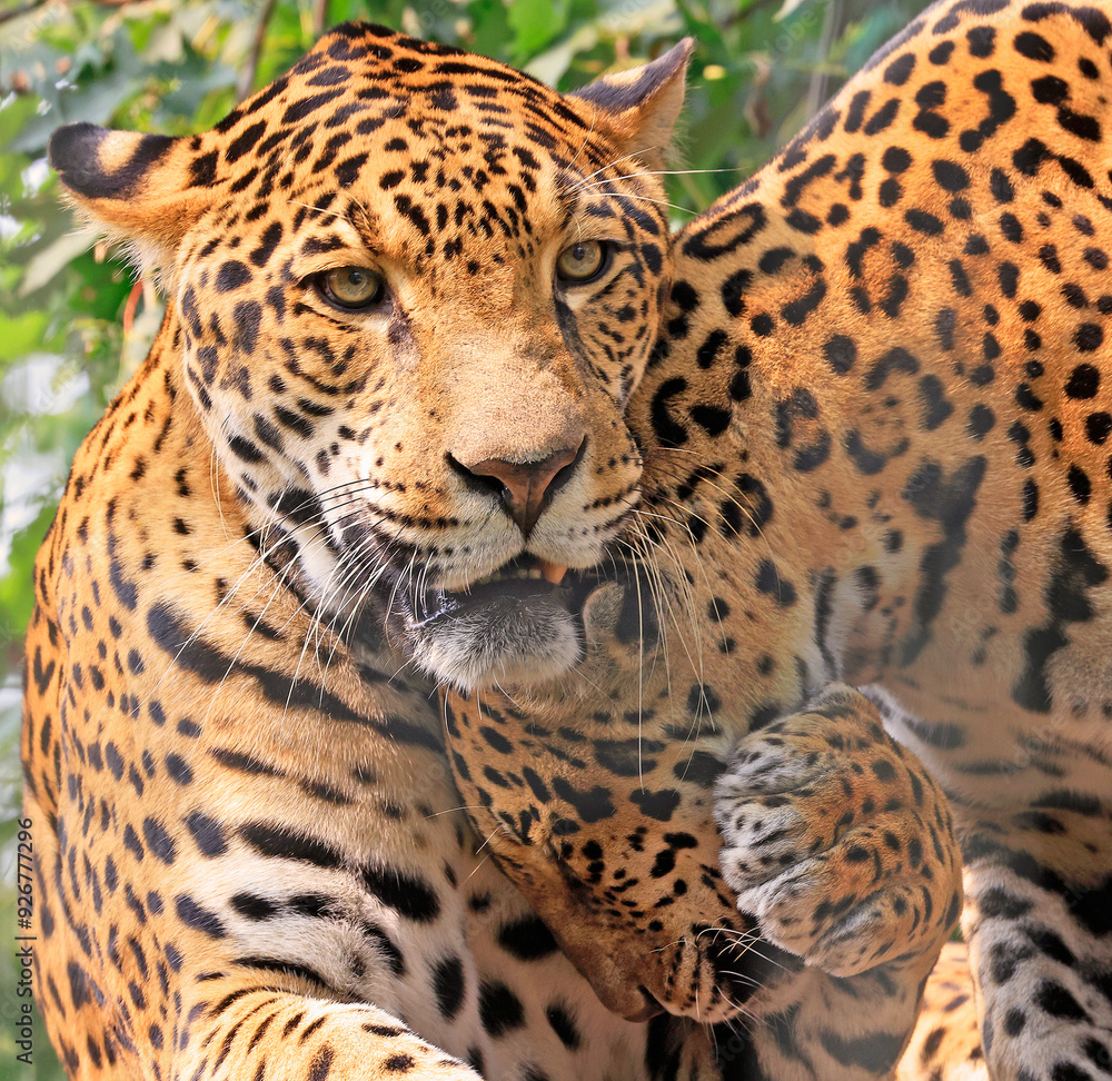Close-up of jaguars tendresse scene with green background