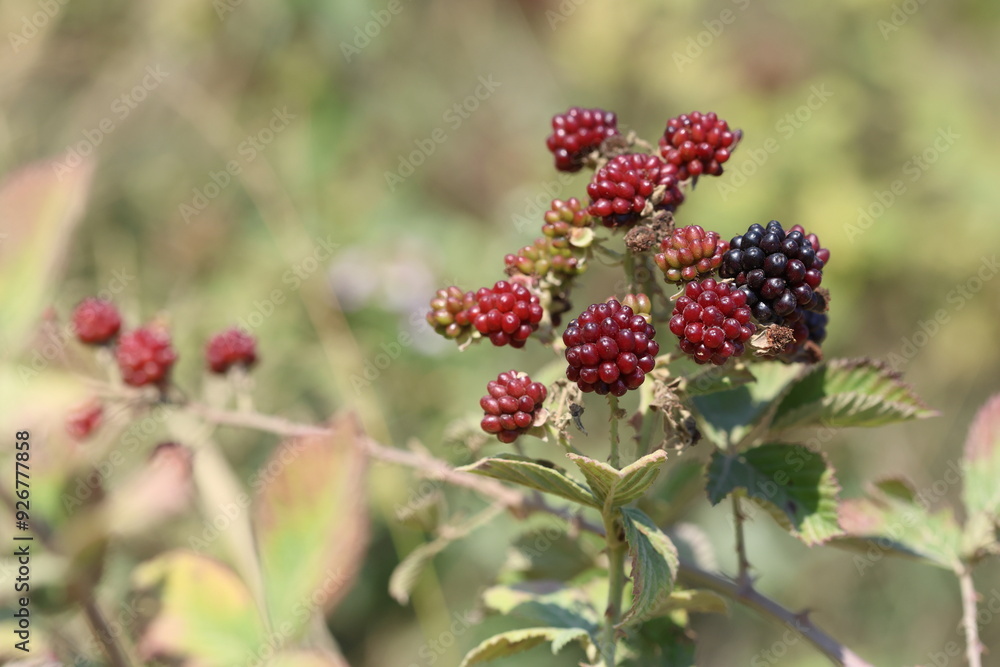 blackberry is an edible fruit produced by many species in the genus Rubus in the family Rosaceae, blackberry is an edible fruit produced by many species in the genus Rubus in the family Rosaceae,
