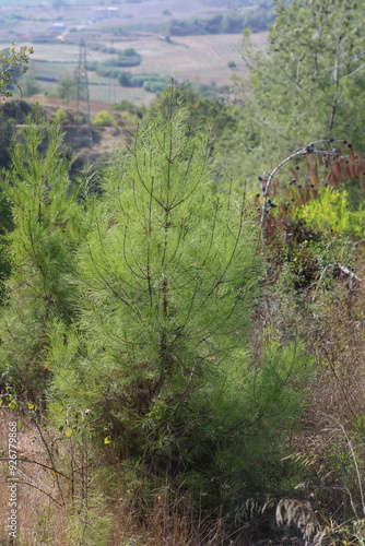 young Pinus brutia tree in the forest photo