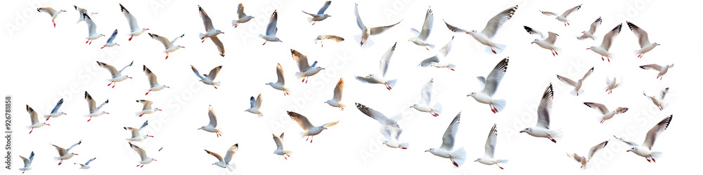 Obraz premium Set of Flock of seagull bird isolated on transparent background