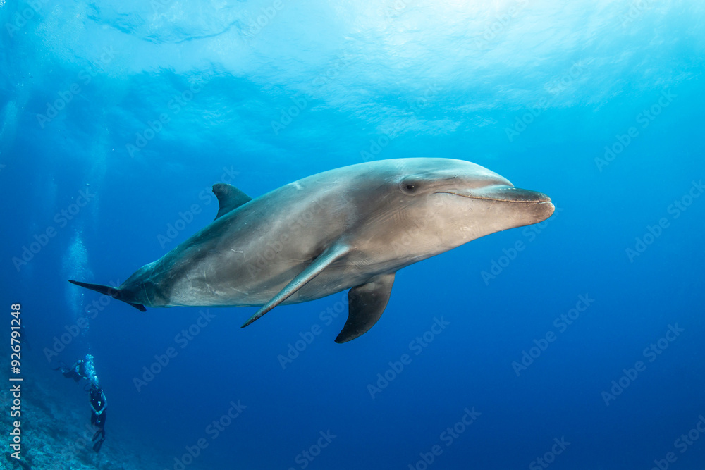 Obraz premium Bottlenose dolphin, French Polynesia