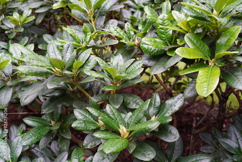 Close up of deep green color rododendron bushes on a summer day. Flower buds but no blooming yet. Tallinn, Estonia. July 2024