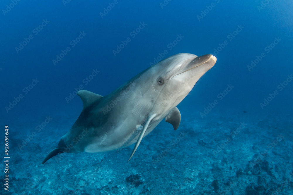 Bottlenose dolphin, French Polynesia Bottlenose dolphin, French Polynesia