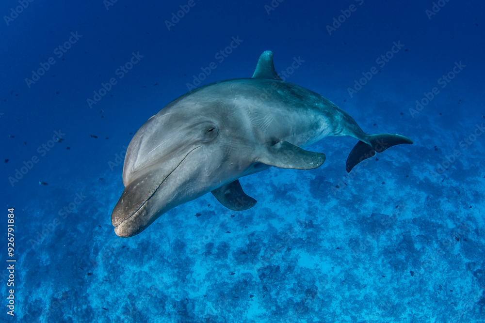 Bottlenose dolphin, French Polynesia Bottlenose dolphin, French Polynesia