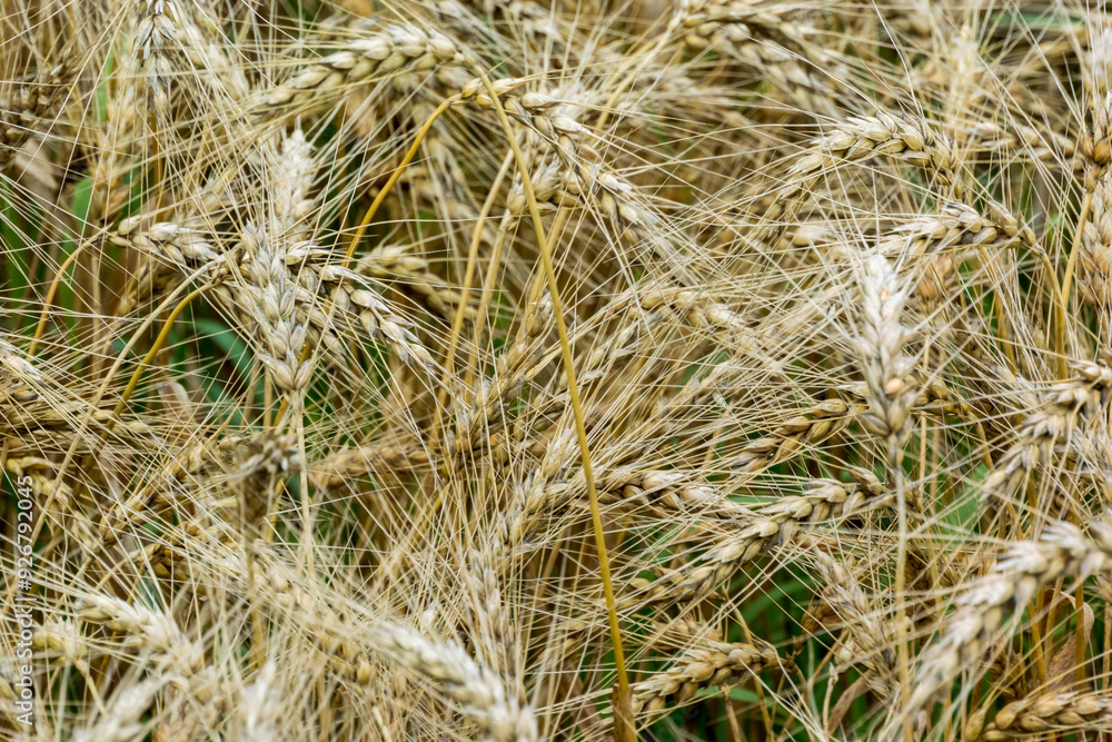 A Close-up Of A Crop Of Wheat Growing In Summer A Close-up Of A Crop Of Wheat Growing In Summer