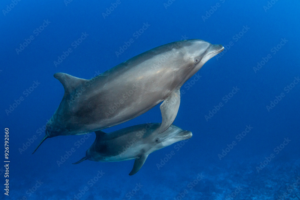 Bottlenose dolphin, French Polynesia Bottlenose dolphin, French Polynesia
