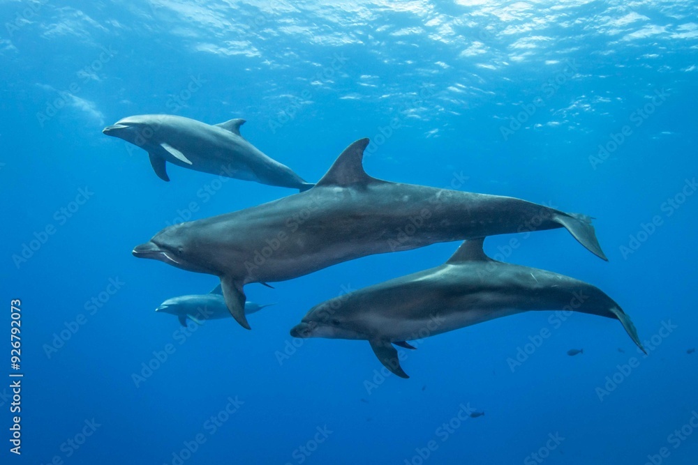 Fototapeta premium Bottlenose dolphin, French Polynesia