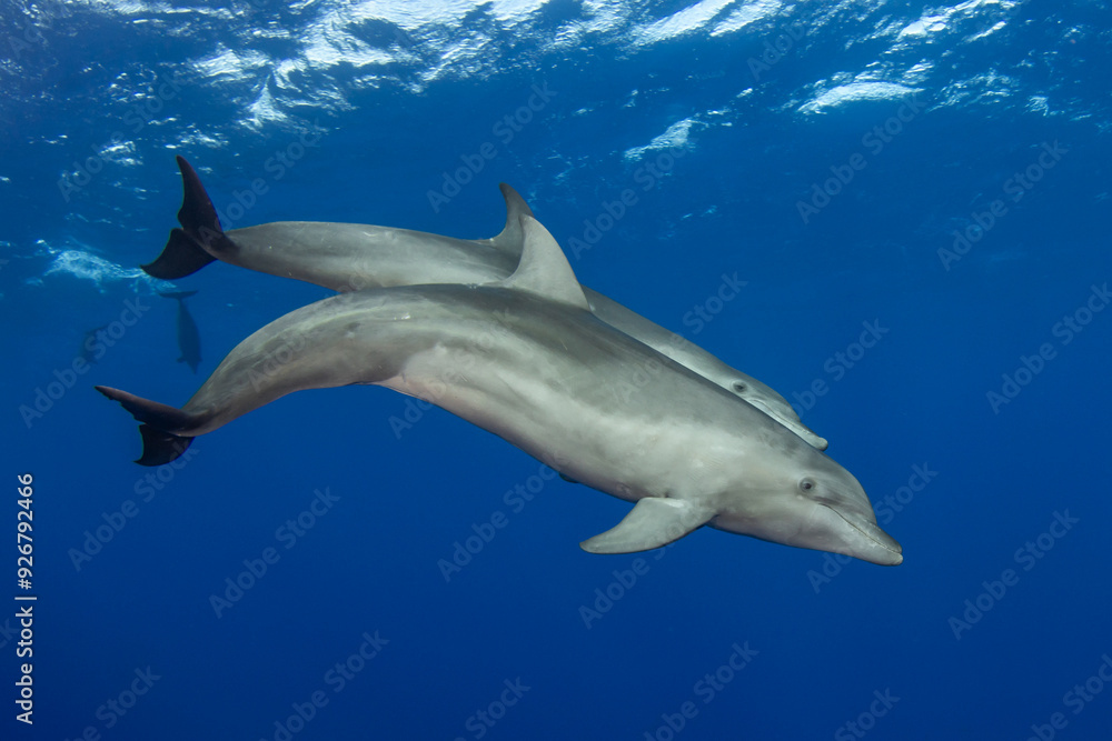 Fototapeta premium Bottlenose dolphin, French Polynesia