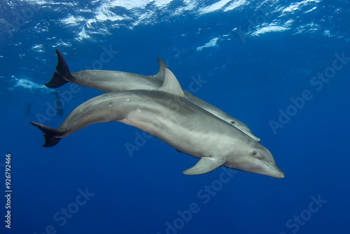 Bottlenose dolphin, French Polynesia