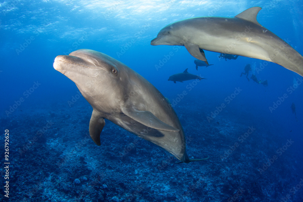 Bottlenose dolphin, French Polynesia Bottlenose dolphin, French Polynesia