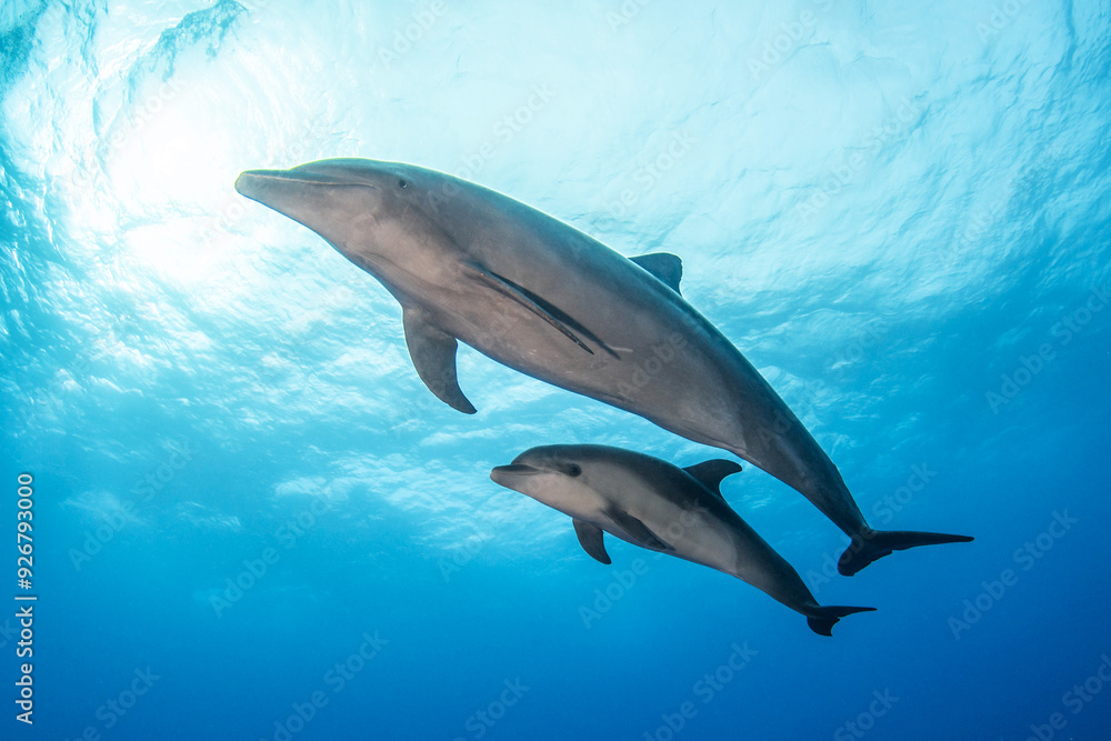 Bottlenose dolphin, French Polynesia Bottlenose dolphin, French Polynesia