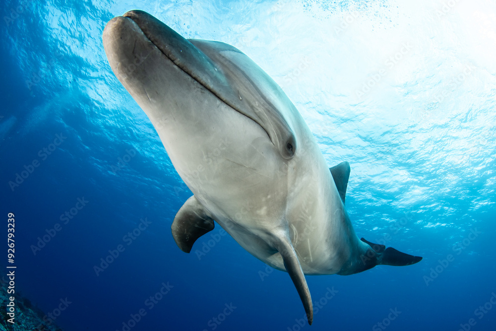 Fototapeta premium Bottlenose dolphin, French Polynesia