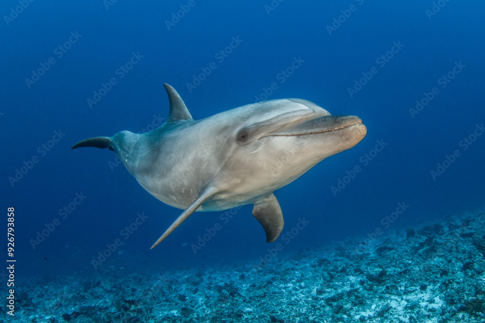 Obraz premium Bottlenose dolphin, French Polynesia