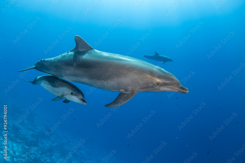 Bottlenose dolphin, French Polynesia Bottlenose dolphin, French Polynesia