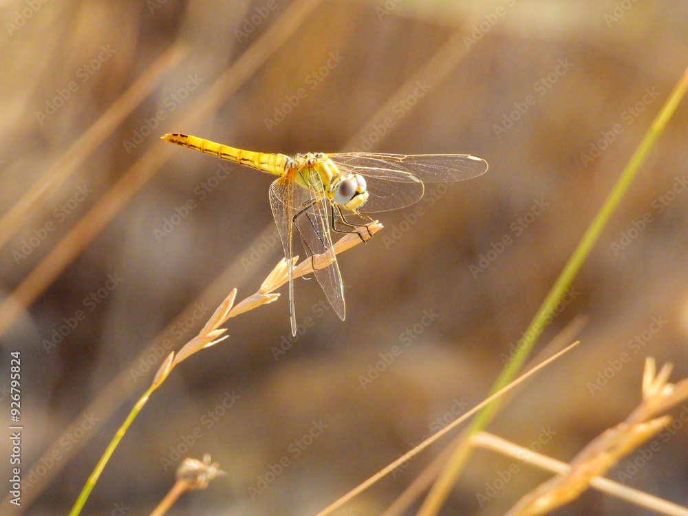 Dragonfly posing on plant in the field Dragonfly posing on plant in the field