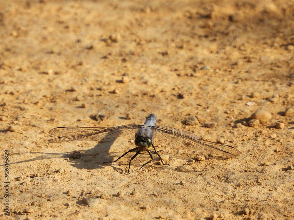 Dragonfly posing on arid ground Dragonfly posing on arid ground
