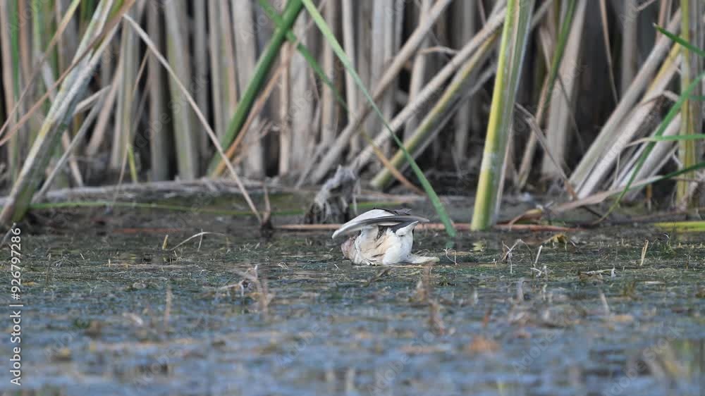 Little bittern Ixobrychus minutus, A bird caught a frog in a pond. Slow motion. Little bittern Ixobrychus minutus, A bird caught a frog in a pond. Slow motion.