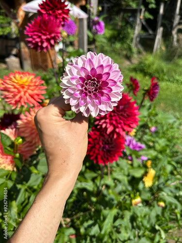 Pink Dahlia in Gardeners hand