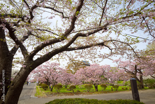 松前城の桜 photo