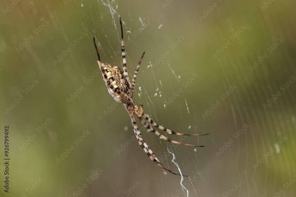 Araña tejedora de esfera negra y amarilla (Argiope lobata) preparada para cazar Araña tejedora de esfera negra y amarilla (Argiope lobata) preparada para cazar
