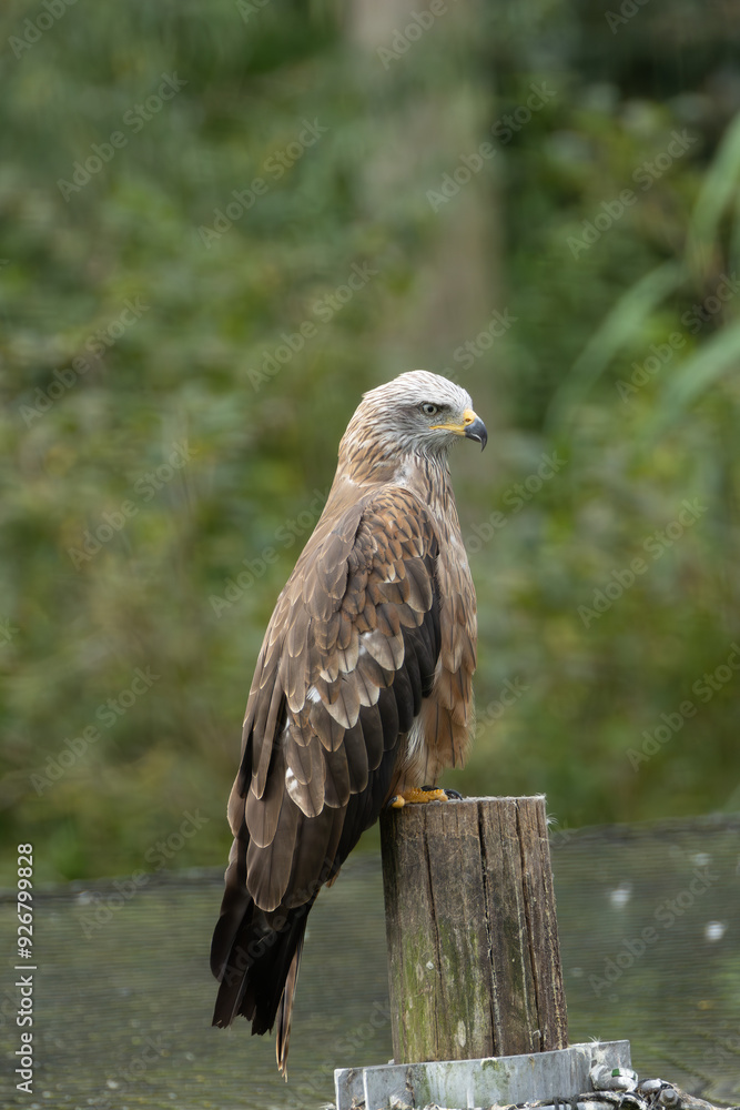 Black Kite (Milvus migrans) – Commonly found in open habitats across Europe, Asia, Africa, and Australia Black Kite (Milvus migrans) – Commonly found in open habitats across Europe, Asia, Africa, and Australia