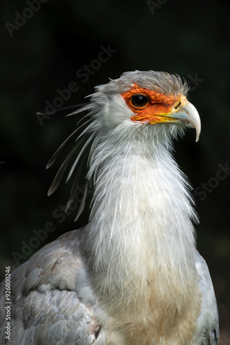 Secretary Bird (Sagittarius serpentarius) in African Savannas and Grasslands – Commonly found across sub-Saharan Africa photo