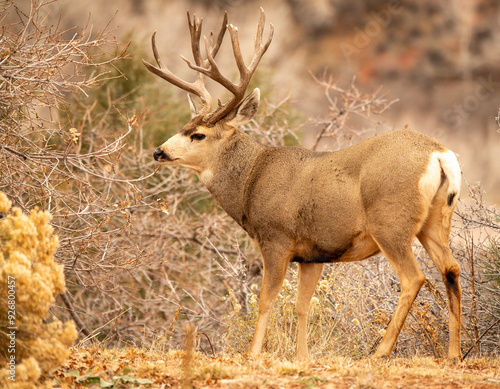 mule deer buck
