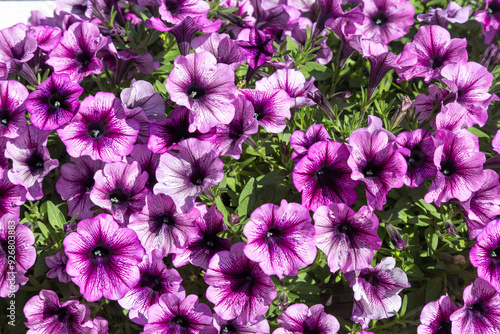 A display of colorful Surfinia (Petunia) flowers