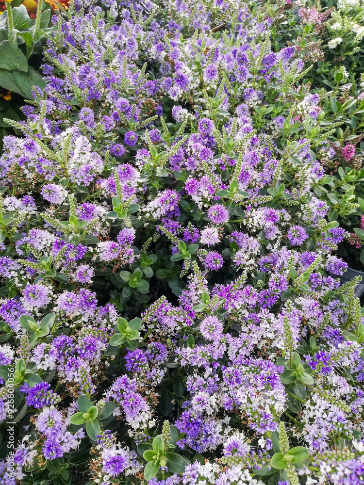 Hebe (Veronica) andersonii