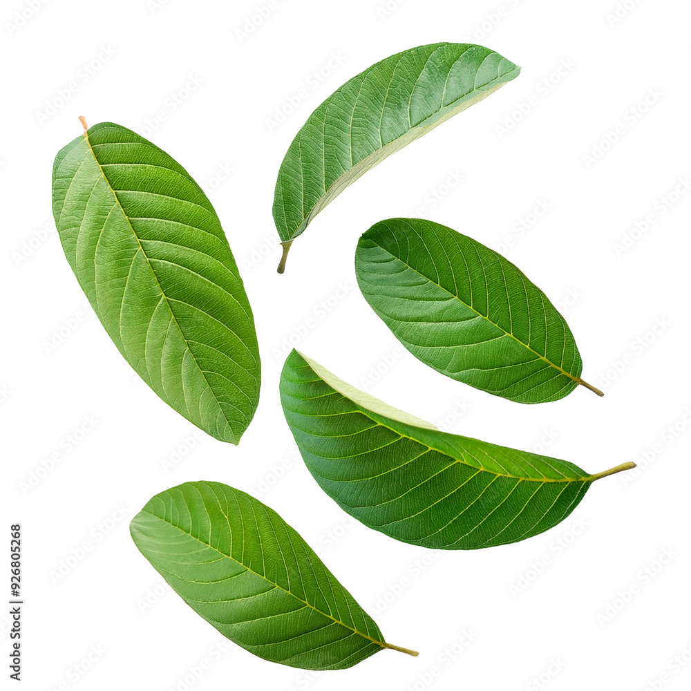 Obraz premium green guava leaves isolated on white background