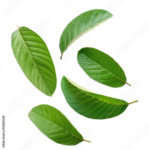 green guava leaves isolated on white background photo